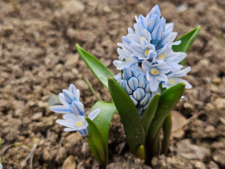 Puschkinia scilloides ´Agarats Gem´